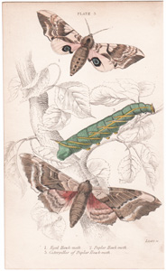 Plate 3

Eyed Hawk-moth
Poplar Hawk-moth
Caterpillar of Poplar Hawk-moth